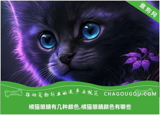 橘猫眼睛有几种颜色,橘猫眼睛颜色有哪些