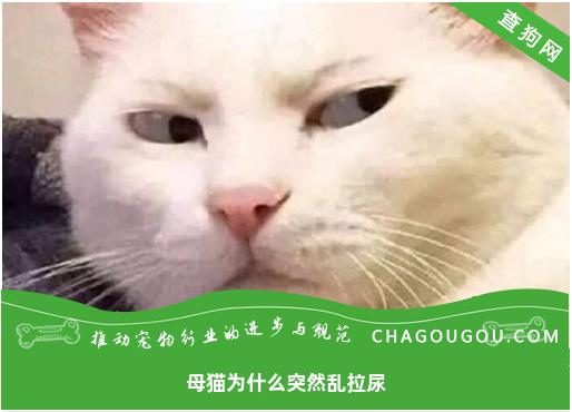 母猫为什么突然乱拉尿