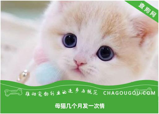 母猫几个月发一次情