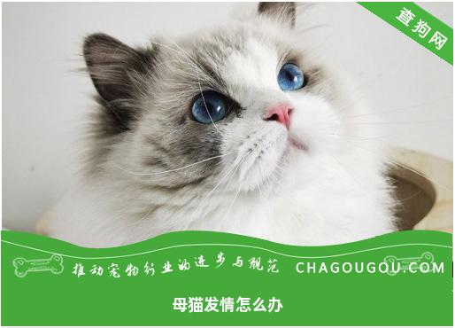 母猫发情怎么办