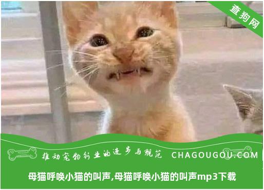 母猫呼唤小猫的叫声,母猫呼唤小猫的叫声mp3下载