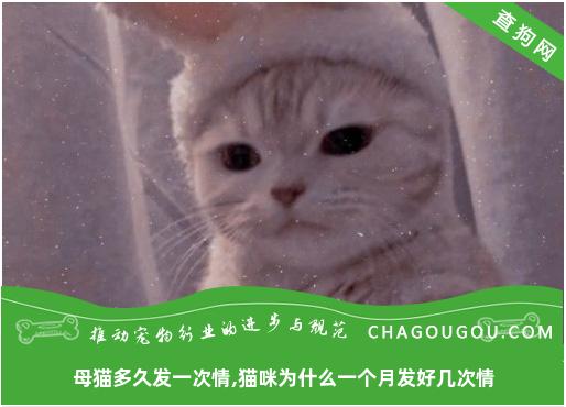 母猫多久发一次情,猫咪为什么一个月发好几次情