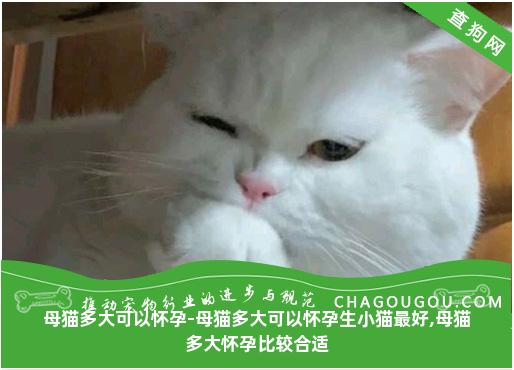 母猫多大可以怀孕-母猫多大可以怀孕生小猫最好,母猫多大怀孕比较合适