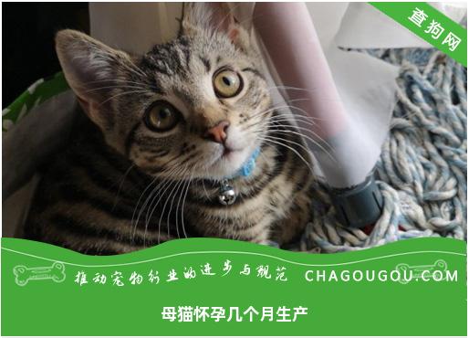 母猫怀孕几个月生产