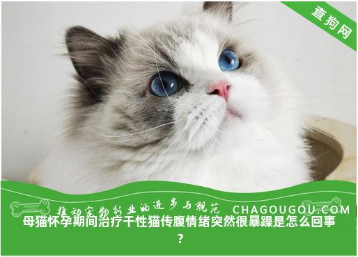 母猫怀孕期间治疗干性猫传腹情绪突然很暴躁是怎么回事？