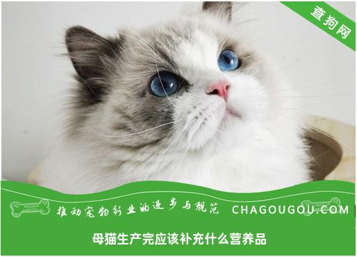 母猫生产完应该补充什么营养品