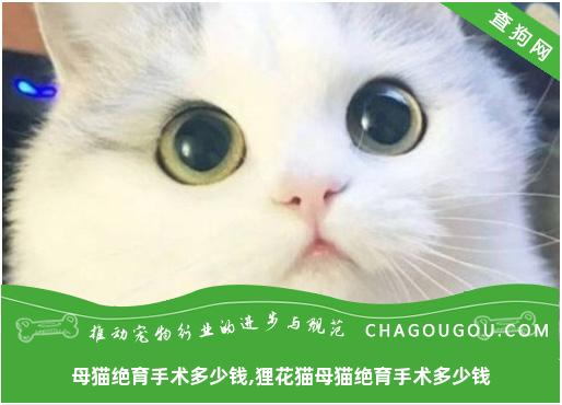 母猫绝育手术多少钱,狸花猫母猫绝育手术多少钱