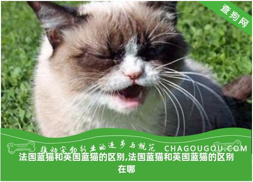 法国蓝猫和英国蓝猫的区别,法国蓝猫和英国蓝猫的区别在哪