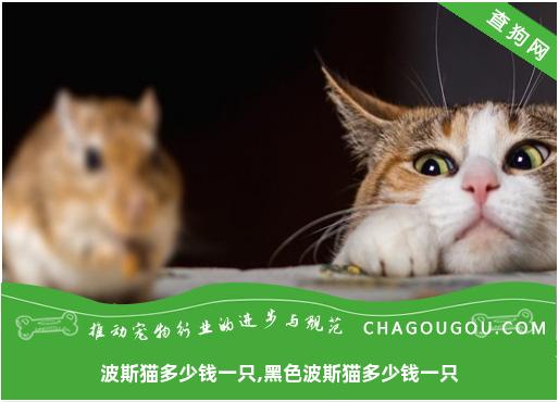 波斯猫多少钱一只,黑色波斯猫多少钱一只