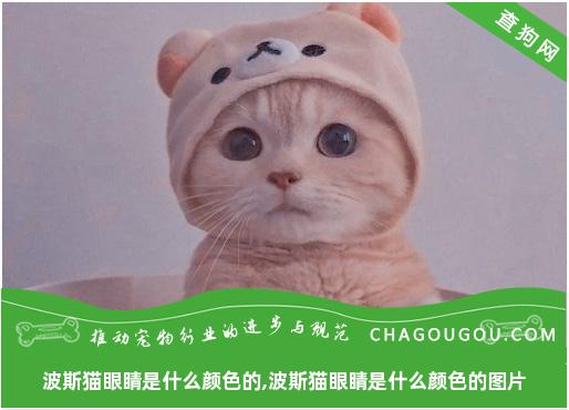 波斯猫眼睛是什么颜色的,波斯猫眼睛是什么颜色的图片