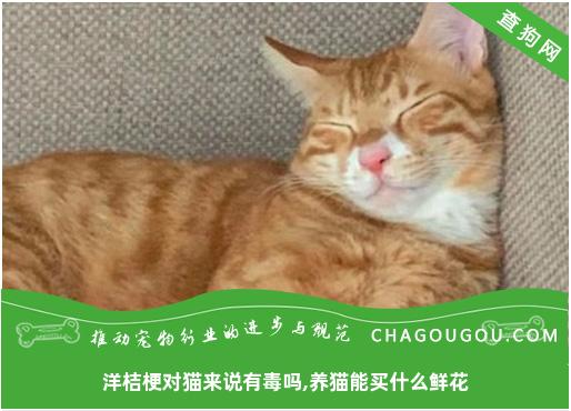 洋桔梗对猫来说有毒吗,养猫能买什么鲜花