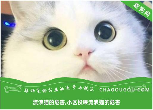 流浪猫的危害,小区投喂流浪猫的危害