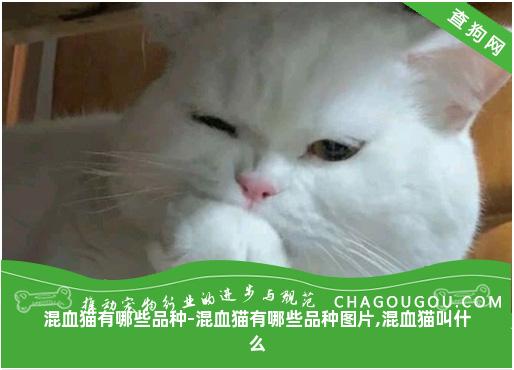 混血猫有哪些品种-混血猫有哪些品种图片,混血猫叫什么