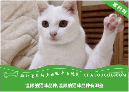 温顺的猫咪品种,温顺的猫咪品种有哪些