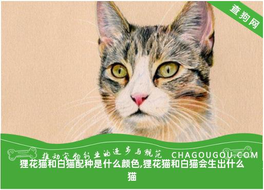 狸花猫和白猫配种是什么颜色,狸花猫和白猫会生出什么猫