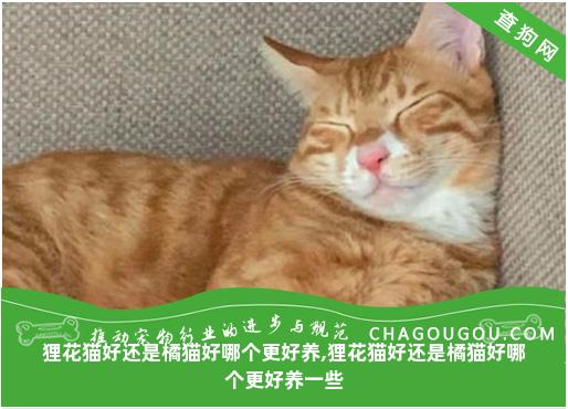 狸花猫好还是橘猫好哪个更好养,狸花猫好还是橘猫好哪个更好养一些