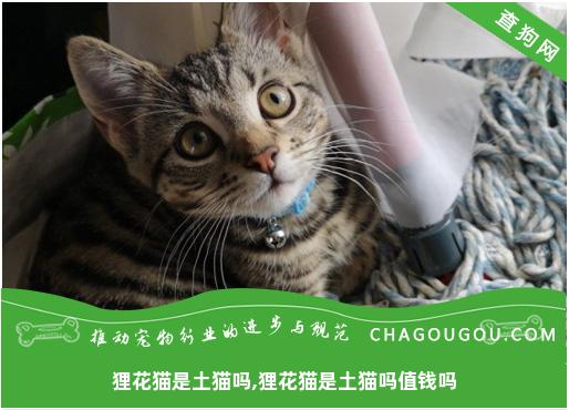 狸花猫是土猫吗,狸花猫是土猫吗值钱吗