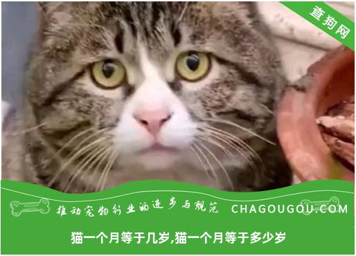 猫一个月等于几岁,猫一个月等于多少岁