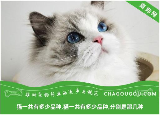 猫一共有多少品种,猫一共有多少品种,分别是那几种