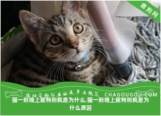 猫一到晚上就特别疯是为什么,猫一到晚上就特别疯是为什么原因