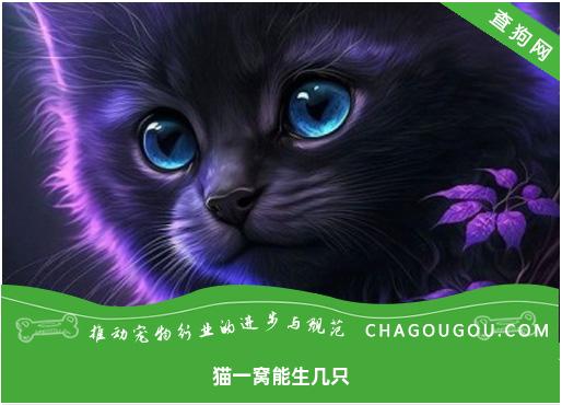 猫一窝能生几只