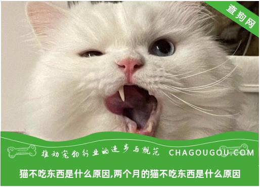 猫不吃东西是什么原因,两个月的猫不吃东西是什么原因