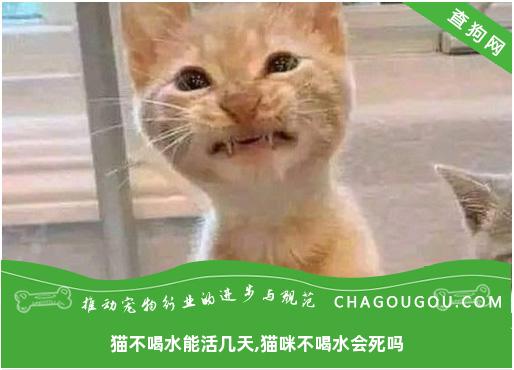 猫不喝水能活几天,猫咪不喝水会死吗