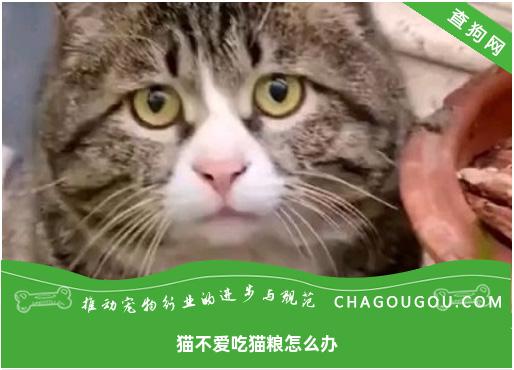 猫不爱吃猫粮怎么办