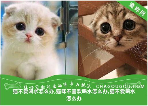 猫不爱喝水怎么办,猫咪不喜欢喝水怎么办,猫不爱喝水怎么办