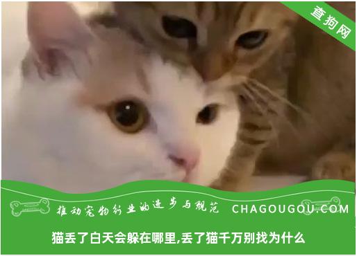 猫丢了白天会躲在哪里,丢了猫千万别找为什么