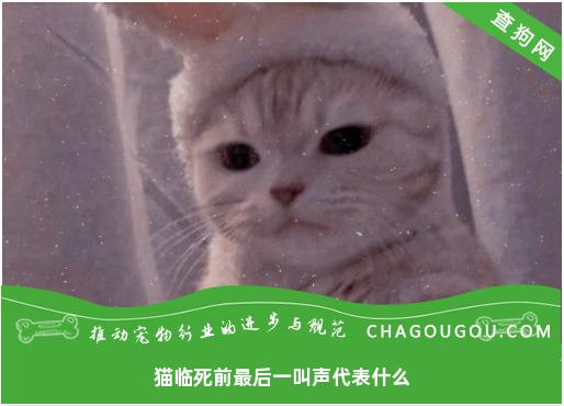 猫临死前最后一叫声代表什么