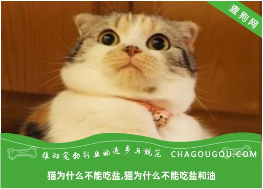 猫为什么不能吃盐,猫为什么不能吃盐和油