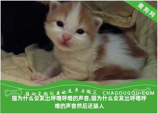 猫为什么会发出呼噜呼噜的声音,猫为什么会发出呼噜呼噜的声音然后还舔人