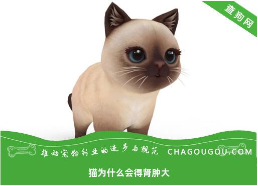 猫为什么会得肾肿大