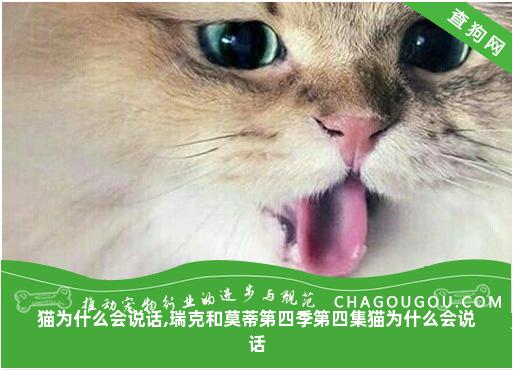 猫为什么会说话,瑞克和莫蒂第四季第四集猫为什么会说话