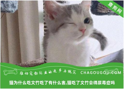 猫为什么吃文竹吃了有什么害,猫吃了文竹会得尿毒症吗