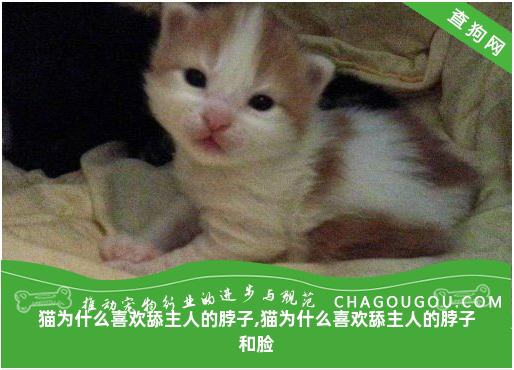 猫为什么喜欢舔主人的脖子,猫为什么喜欢舔主人的脖子和脸