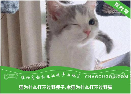 猫为什么打不过野狸子,家猫为什么打不过野猫