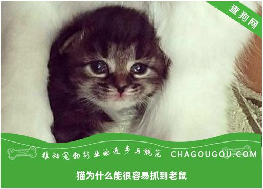 猫为什么能很容易抓到老鼠