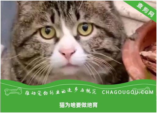 猫为啥要做绝育