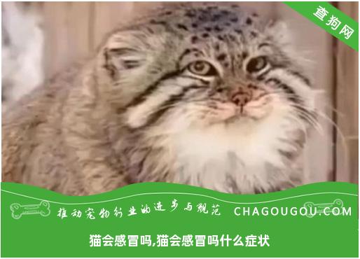 猫会感冒吗,猫会感冒吗什么症状