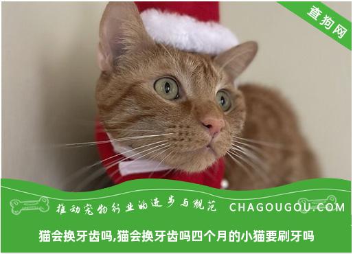 猫会换牙齿吗,猫会换牙齿吗四个月的小猫要刷牙吗