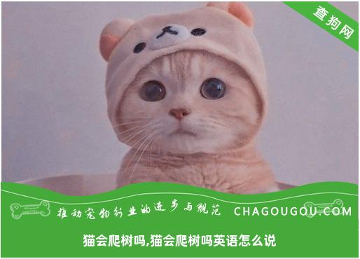 猫会爬树吗,猫会爬树吗英语怎么说