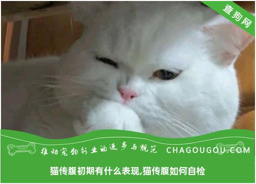 猫传腹初期有什么表现,猫传腹如何自检