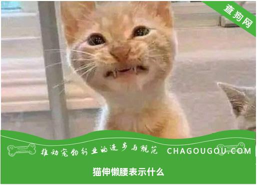 猫伸懒腰表示什么