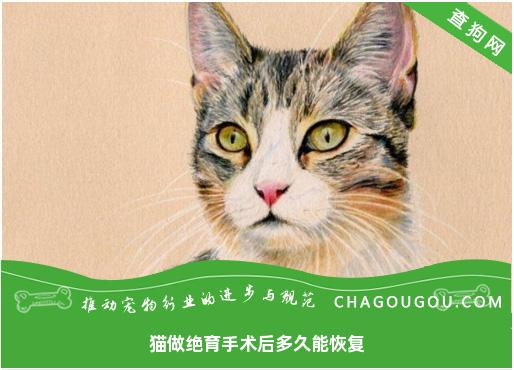 猫做绝育手术后多久能恢复