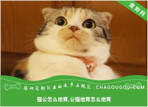 猫公怎么绝育,公猫绝育怎么绝育