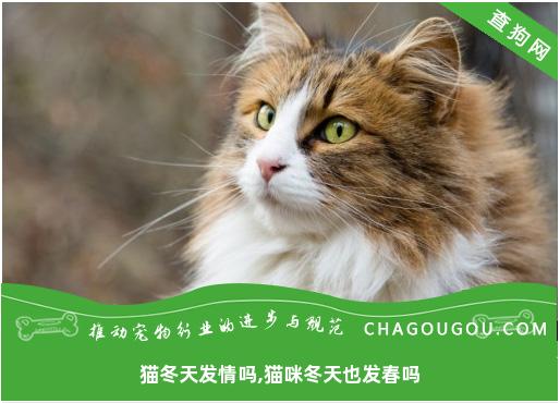 猫冬天发情吗,猫咪冬天也发春吗