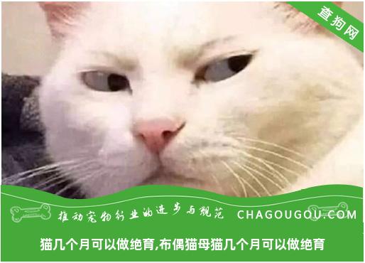 猫几个月可以做绝育,布偶猫母猫几个月可以做绝育