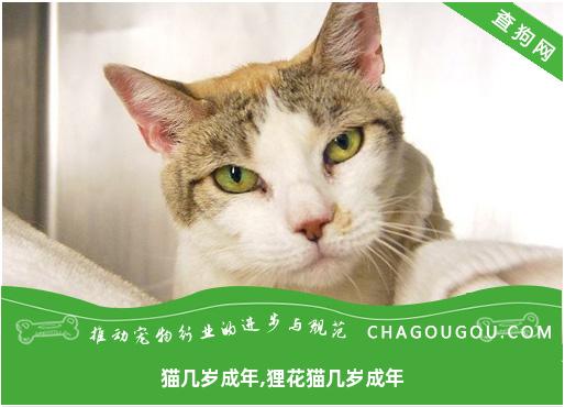 猫几岁成年,狸花猫几岁成年